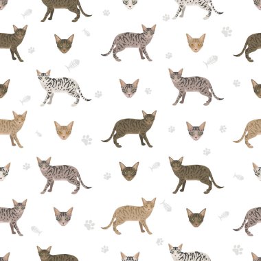 Kanaani Kedisi kusursuz desen. Tüm ceket renkleri ayarlandı. Tüm kediler karakteristik bilgi kaynaklarına sahiptir. Vektör illüstrasyonu