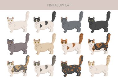 Kinkalow Cat clipart. All coat colors set.  All cat breeds characteristics infographic. Vector illustration clipart