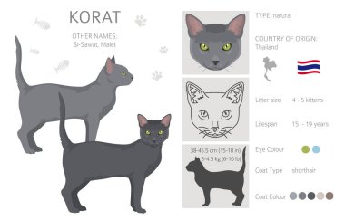 Korat Cat clipart. All coat colors set.  All cat breeds characteristics infographic. Vector illustration clipart