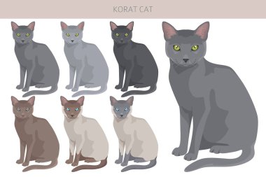 Korat Cat clipart. All coat colors set.  All cat breeds characteristics infographic. Vector illustration clipart