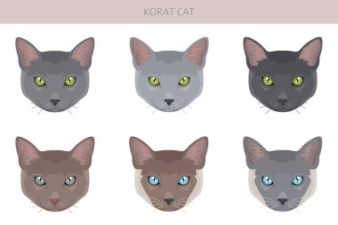 Korat Cat klibi. Tüm ceket renkleri ayarlandı. Tüm kediler karakteristik bilgi kaynaklarına sahiptir. Vektör illüstrasyonu