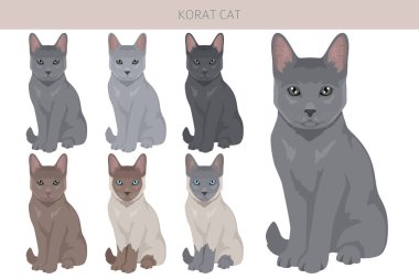 Korat Cat klibi. Tüm ceket renkleri ayarlandı. Tüm kediler karakteristik bilgi kaynaklarına sahiptir. Vektör illüstrasyonu