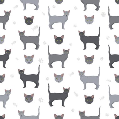 Korat Kedisi kusursuz desen. Tüm ceket renkleri ayarlandı. Tüm kediler karakteristik bilgi kaynaklarına sahiptir. Vektör illüstrasyonu