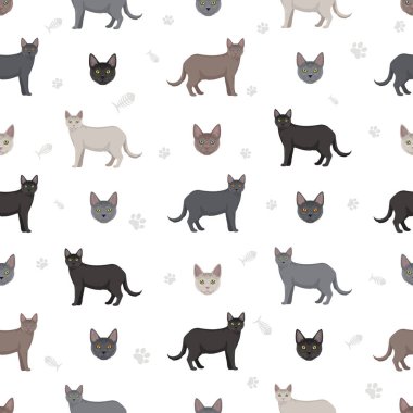 Korat Kedisi kusursuz desen. Tüm ceket renkleri ayarlandı. Tüm kediler karakteristik bilgi kaynaklarına sahiptir. Vektör illüstrasyonu