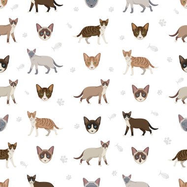 Malezya kedilerinin dikişsiz kalıpları. Tüm ceket renkleri ayarlandı. Tüm kediler karakteristik bilgi kaynaklarına sahiptir. Vektör illüstrasyonu