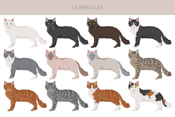 La Perm Cat clipart. All coat colors set.  All cat breeds characteristics infographic. Vector illustration