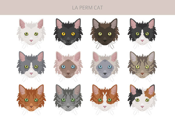 La Perm Cat clipart. All coat colors set.  All cat breeds characteristics infographic. Vector illustration