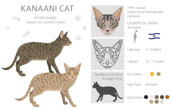 Kanaani Cat clipart. All coat colors set.  All cat breeds characteristics infographic. Vector illustration