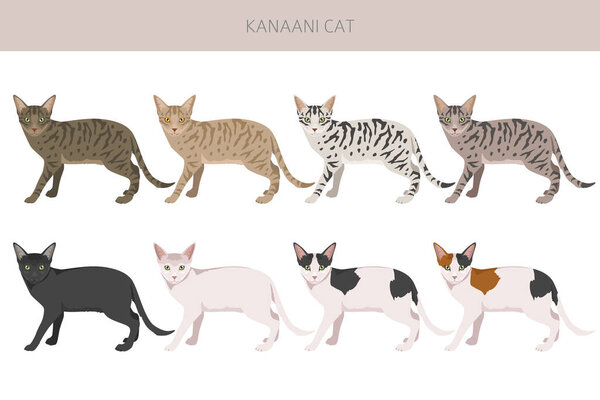 Kanaani Cat clipart. All coat colors set.  All cat breeds characteristics infographic. Vector illustration