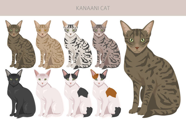 Kanaani Cat clipart. All coat colors set.  All cat breeds characteristics infographic. Vector illustration