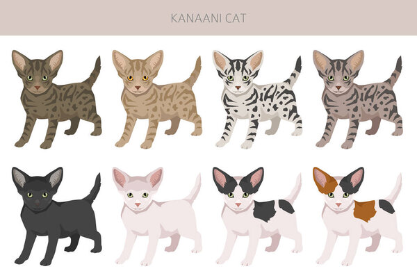 Kanaani Cat clipart. All coat colors set.  All cat breeds characteristics infographic. Vector illustration