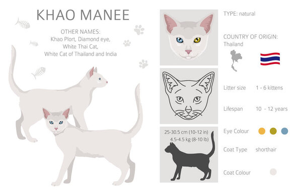 Khao Manee Cat clipart. All coat colors set.  All cat breeds characteristics infographic. Vector illustration