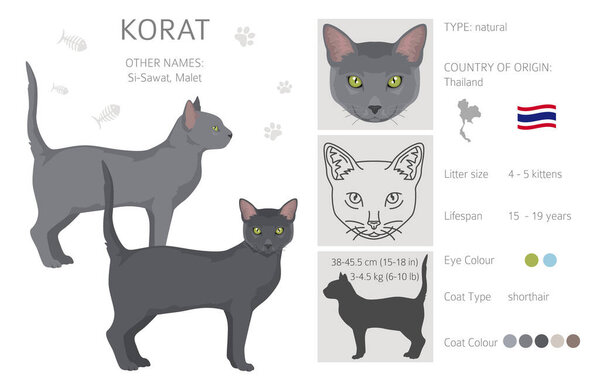 Korat Cat clipart. All coat colors set.  All cat breeds characteristics infographic. Vector illustration
