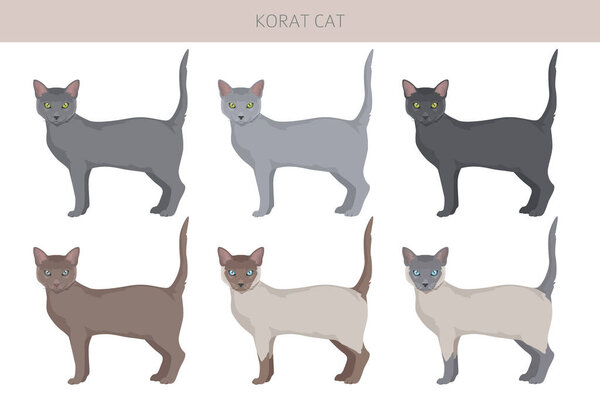 Korat Cat clipart. All coat colors set.  All cat breeds characteristics infographic. Vector illustration