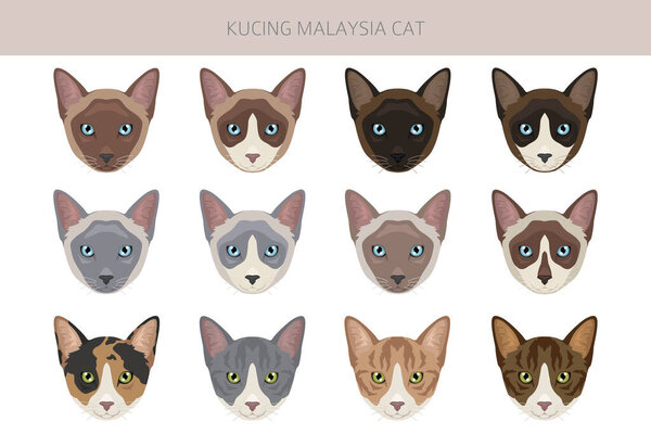 Kucing Malaysia cat clipart. All coat colors set.  All cat breeds characteristics infographic. Vector illustration