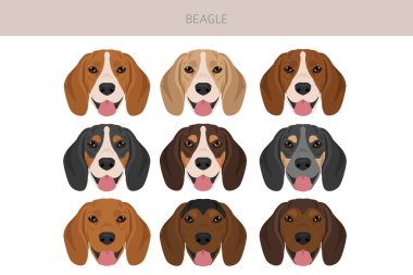 Av köpeği kırpması. Tüm ceket renkleri ayarlandı. Farklı pozisyon. Bütün köpekler karakteristik bilgileri çoğaltır. Vektör illüstrasyonu