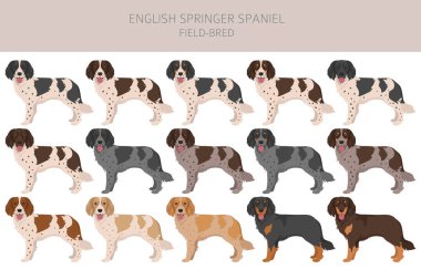 İngiliz springer spanyel tarlası Clipart üretimi. Farklı pozlar, farklı renkler. Vektör illüstrasyonu