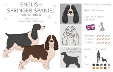 İngiliz springer spaniel clipart. Farklı pozlar, farklı renkler. Vektör illüstrasyonu