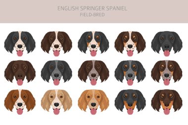 İngiliz springer spanyel tarlası Clipart üretimi. Farklı pozlar, farklı renkler. Vektör illüstrasyonu