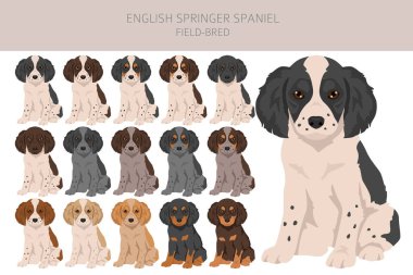 İngiliz springer spanyel tarlası Clipart üretimi. Farklı pozlar, farklı renkler. Vektör illüstrasyonu