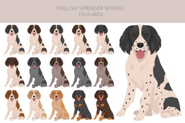 İngiliz springer spanyel tarlası Clipart üretimi. Farklı pozlar, farklı renkler. Vektör illüstrasyonu