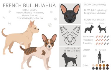 Fransız Bullhuahua zirvesi. Fransız Bulldog - Chihuahua karışımı. Tüm olası palto renkleri, üreme bilgileri, yetişkinler ve yavrular. Vektör illüstrasyonu
