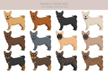 French chow dog clipart. French Bulldog - Chow chow mix. All possible coat colors, breed information, adults and puppies.  Vector illustration clipart