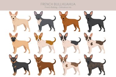 Fransız Bullhuahua zirvesi. Fransız Bulldog - Chihuahua karışımı. Tüm olası palto renkleri, üreme bilgileri, yetişkinler ve yavrular. Vektör illüstrasyonu