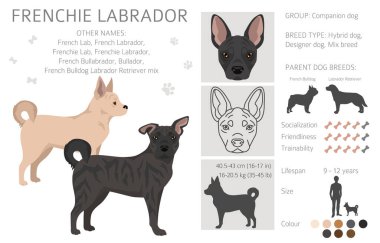 Frenchie Labrador clipart. French Bulldog - Labrador Retriever mix. All possible coat colors, breed information, adults and puppies.  Vector illustration clipart