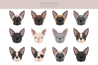 Frenchie Pug clipart. French Bulldog - Pug mix. All possible coat colors, breed information, adults and puppies.  Vector illustration clipart