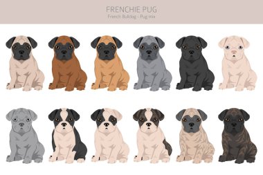 Frenchie Pug clipart. French Bulldog - Pug mix. All possible coat colors, breed information, adults and puppies.  Vector illustration clipart