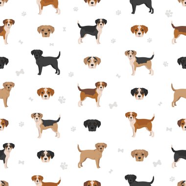 Kusursuz Fransız Bulldog-Beagle karışımı. Tüm olası palto renkleri, üreme bilgileri, yetişkinler ve yavrular. Vektör illüstrasyonu