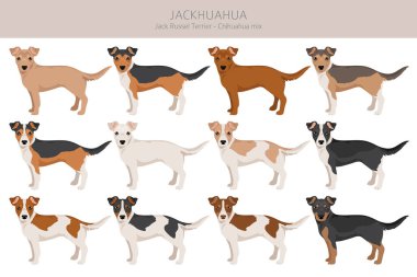 Jackhuahua tırmanışı. Jack Russel Terrier - Chihuahua karışımı. Tüm olası palto renkleri, üreme bilgileri, yetişkinler ve yavrular. Vektör illüstrasyonu
