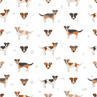 Jackhuahua tırmanışı. Jack Russel Terrier - Chihuahua karışımı. Tüm olası palto renkleri, üreme bilgileri, yetişkinler ve yavrular. Vektör illüstrasyonu