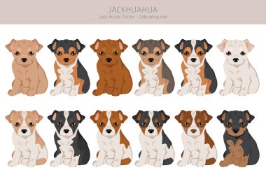 Jackhuahua tırmanışı. Jack Russel Terrier - Chihuahua karışımı. Tüm olası palto renkleri, üreme bilgileri, yetişkinler ve yavrular. Vektör illüstrasyonu