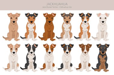 Jackhuahua tırmanışı. Jack Russel Terrier - Chihuahua karışımı. Tüm olası palto renkleri, üreme bilgileri, yetişkinler ve yavrular. Vektör illüstrasyonu