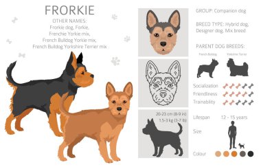Frorkie klibi. Fransız Bulldog - Yorkshire Terrier karışımı. Tüm olası palto renkleri, üreme bilgileri, yetişkinler ve yavrular. Vektör illüstrasyonu