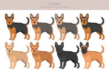 Frorkie clipart. French Bulldog - Yorkshire Terrier mix. All possible coat colors, breed information, adults and puppies.  Vector illustration clipart