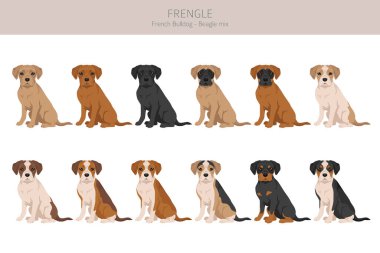 Frengle Clipart 'ta. Fransız Bulldog-Beagle karışımı. Tüm olası palto renkleri, üreme bilgileri, yetişkinler ve yavrular. Vektör illüstrasyonu