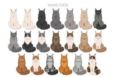 Maine Rakun Kedi klibi. Tüm ceket renkleri ayarlandı. Tüm kediler karakteristik bilgi kaynaklarına sahiptir. Vektör illüstrasyonu