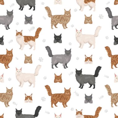 Maine Rakun Kedisi kusursuz desen. Tüm ceket renkleri ayarlandı. Tüm kediler karakteristik bilgi kaynaklarına sahiptir. Vektör illüstrasyonu