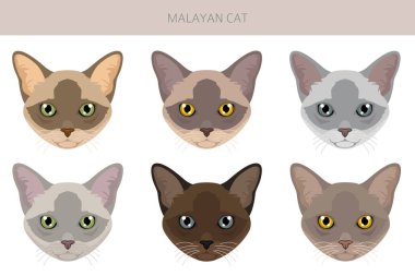 Malezyalı Kedi Klibi. Asyalı Kedi, Birmanyalı. Tüm ceket renkleri ayarlandı. Tüm kediler karakteristik bilgi kaynaklarına sahiptir. Vektör illüstrasyonu
