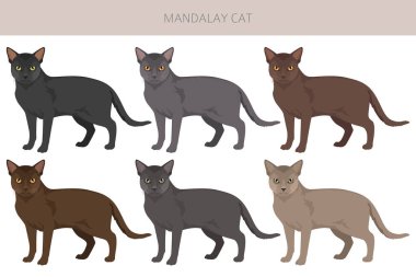 Mandalay Kedisi Klibi. Tüm ceket renkleri ayarlandı. Tüm kediler karakteristik bilgi kaynaklarına sahiptir. Vektör illüstrasyonu