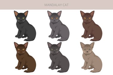Mandalay Kedisi Klibi. Tüm ceket renkleri ayarlandı. Tüm kediler karakteristik bilgi kaynaklarına sahiptir. Vektör illüstrasyonu