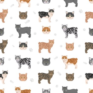 Manx Cat kusursuz desen. Tüm ceket renkleri ayarlandı. Tüm kediler karakteristik bilgi kaynaklarına sahiptir. Vektör illüstrasyonu