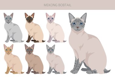 Mekong Bobtail Cat clipart. All coat colors set.  All cat breeds characteristics infographic. Vector illustration clipart