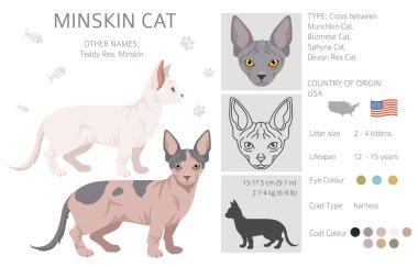 Minskin Cat klibi. Munchkin, Burmese, Sphynx, Devon Rex cross. Tüm ceket renkleri ayarlandı. Tüm kediler karakteristik bilgi kaynaklarına sahiptir. Vektör illüstrasyonu