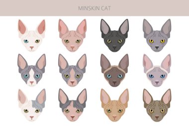 Minskin Cat klibi. Munchkin, Burmese, Sphynx, Devon Rex cross. Tüm ceket renkleri ayarlandı. Tüm kediler karakteristik bilgi kaynaklarına sahiptir. Vektör illüstrasyonu