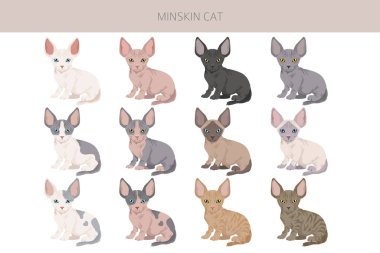 Minskin Cat klibi. Munchkin, Burmese, Sphynx, Devon Rex cross. Tüm ceket renkleri ayarlandı. Tüm kediler karakteristik bilgi kaynaklarına sahiptir. Vektör illüstrasyonu
