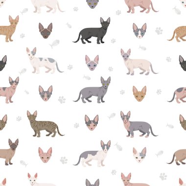 Minskin Cat pürüzsüz desenli Munchkin, Burmese, Sphynx, Devon Rex Cross. Tüm ceket renkleri ayarlandı. Tüm kediler karakteristik bilgi kaynaklarına sahiptir. Vektör illüstrasyonu